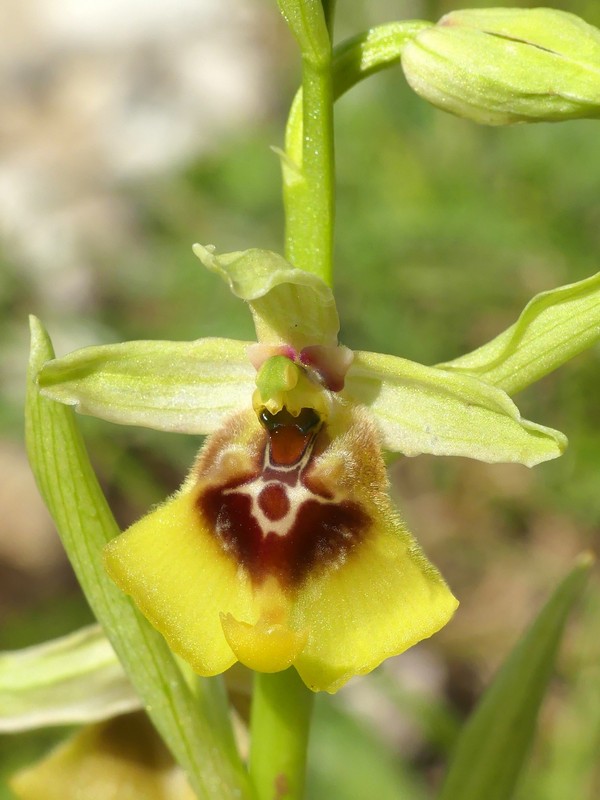 Ophrys lacaitae: la regina delle Ophrys prov. Frosinone  2020